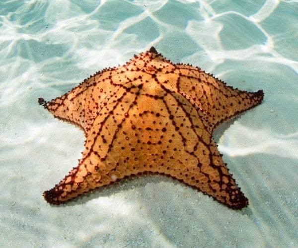 Starfish on white sand in shallow turquoise Bimini water