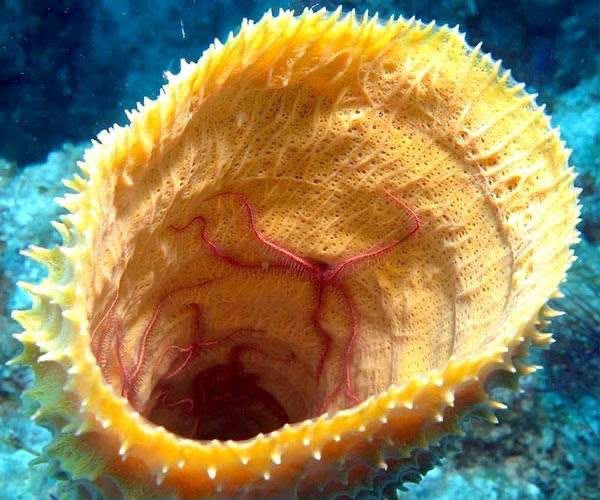 Brittle star inside a yellow reef sponge, Bimini Bahamas