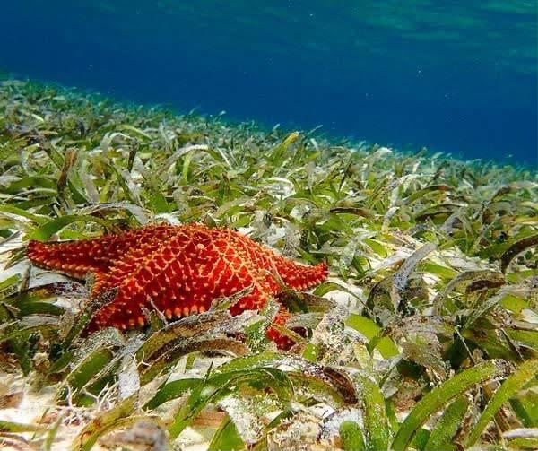 Orange starfish among seagrass in Bimini
