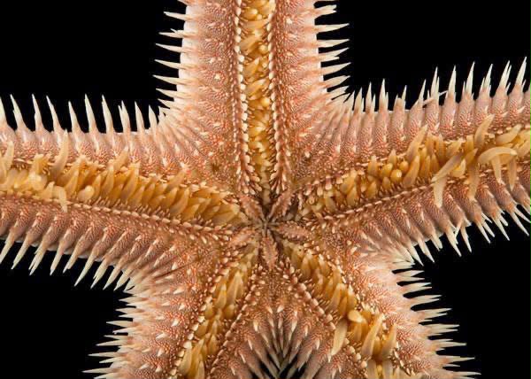 Close-up of a Bahamian starfish on the reef