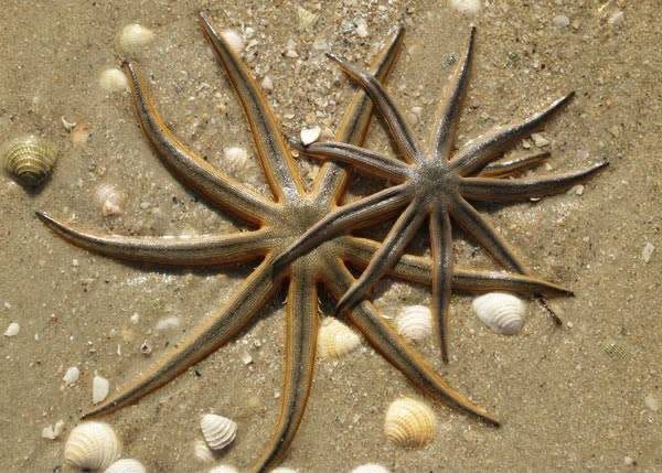 Starfish on wet sand at a Bimini beach