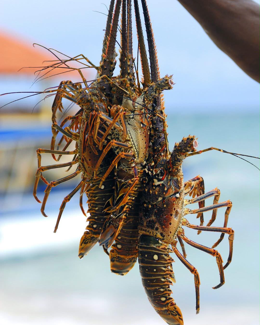 Fresh Bahamian spiny lobsters from local waters
