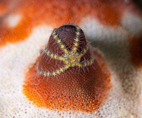 Marine life in clear Bahamian water near Bimini