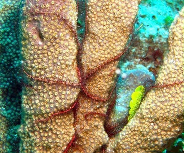 Underwater reef scene in the Bimini islands