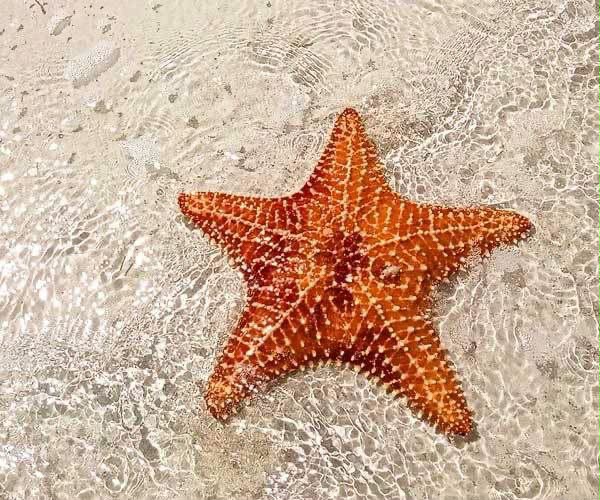 Colorful sea life on a Bimini snorkel tour