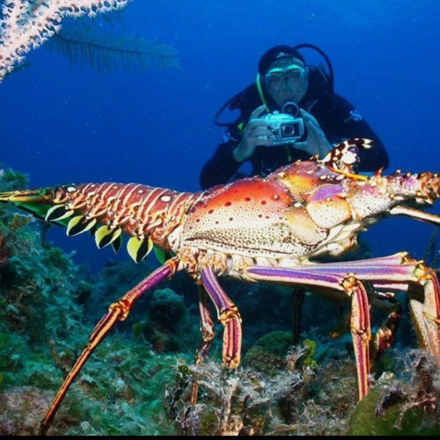 Tropical marine wildlife in the Bahamas