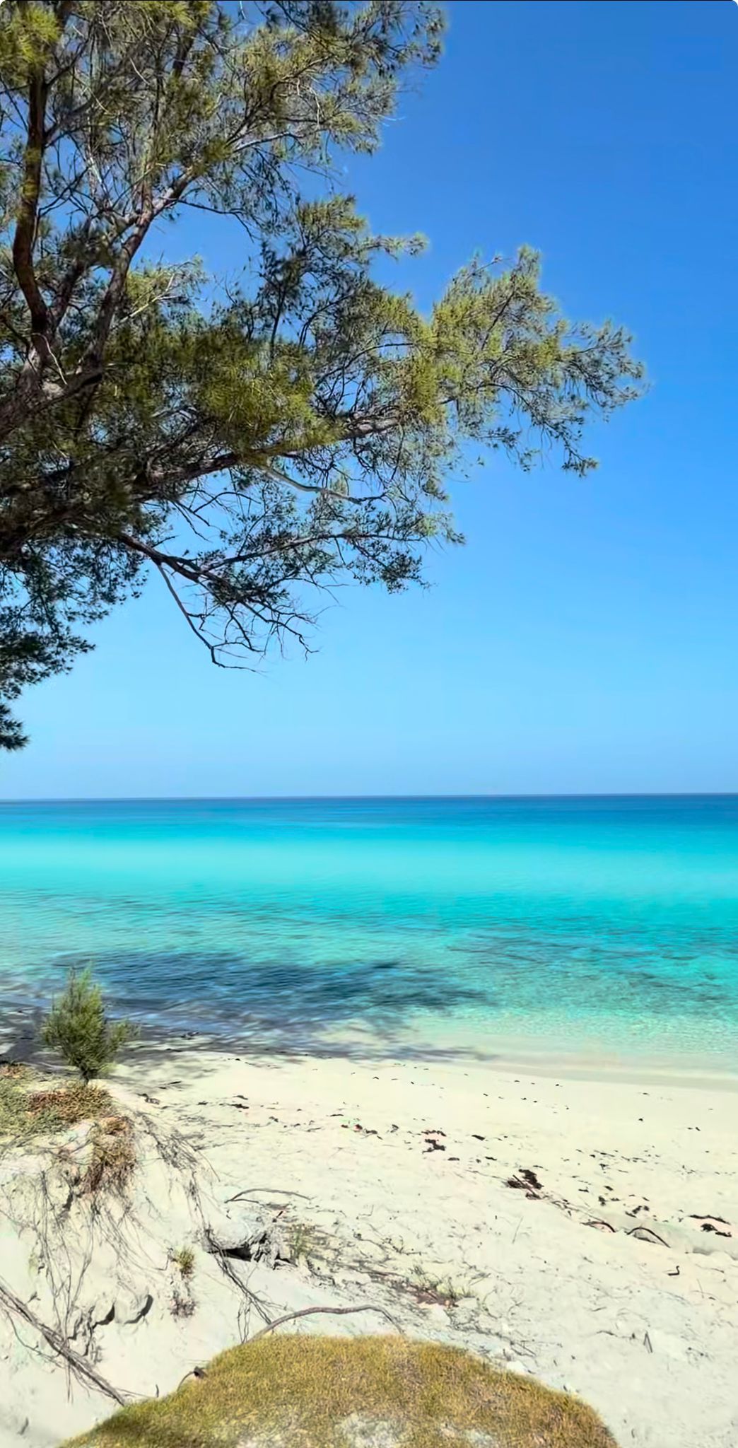 Turquoise Bimini beach framed by casuarina branches