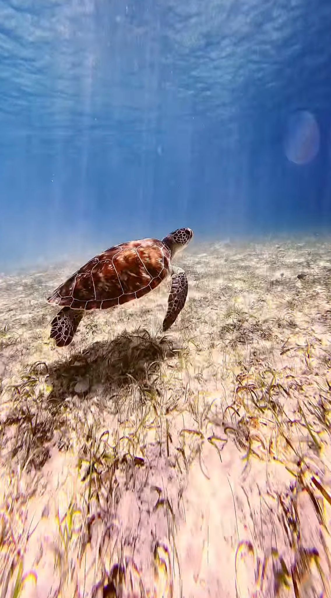 Sea turtle swimming over seagrass in clear Bimini water