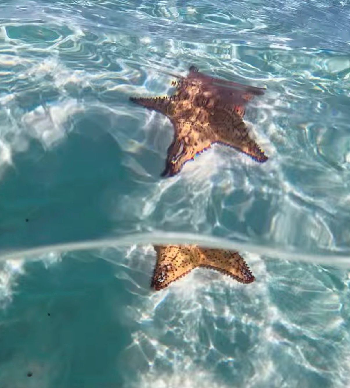 Starfish in clear shallow turquoise water